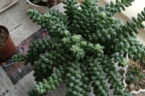 玉坠多肉徒长如何办