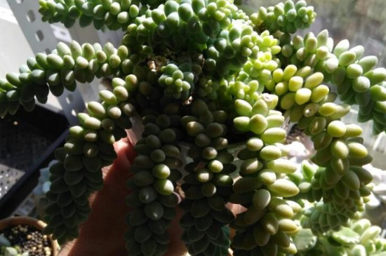 玉坠多肉徒长如何办