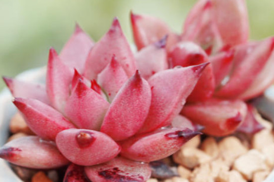 多肉植物如何养多肉怕晒吗