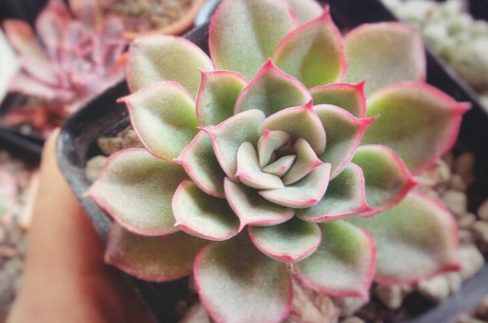 多肉植物如何养多肉怕晒吗