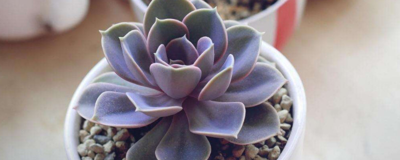 彩心莲多肉如何养