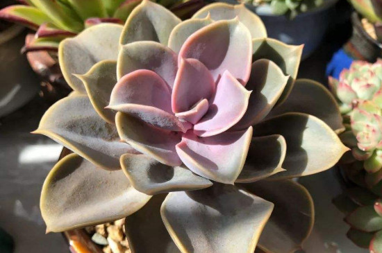 彩心莲多肉如何养