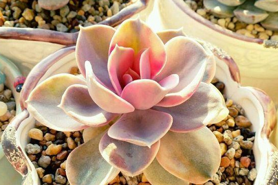 彩心莲多肉如何养