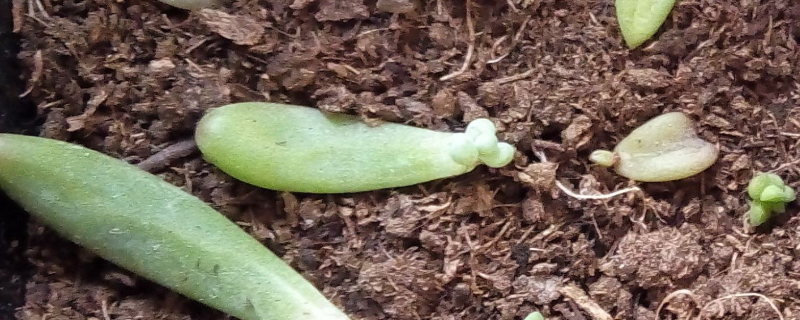 多肉叶插发芽后如何养