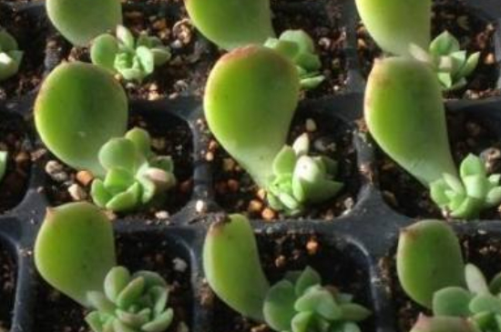 多肉叶插发芽后如何养