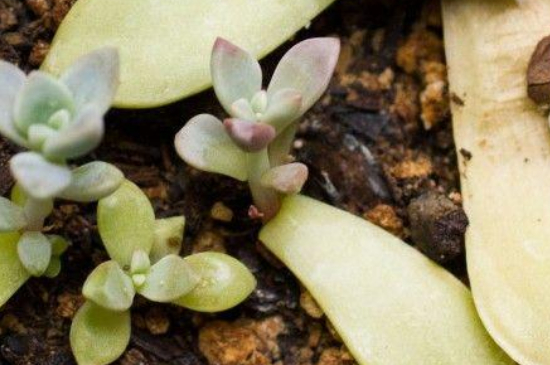 多肉叶插发芽后如何养