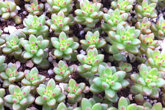 多肉叶插发芽后如何养