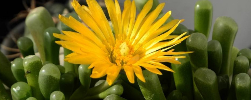 多肉的花苞该如何剪