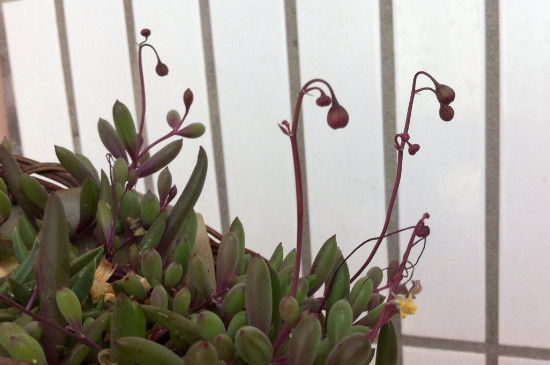 多肉的花苞该如何剪