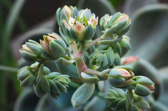 多肉的花苞该如何剪