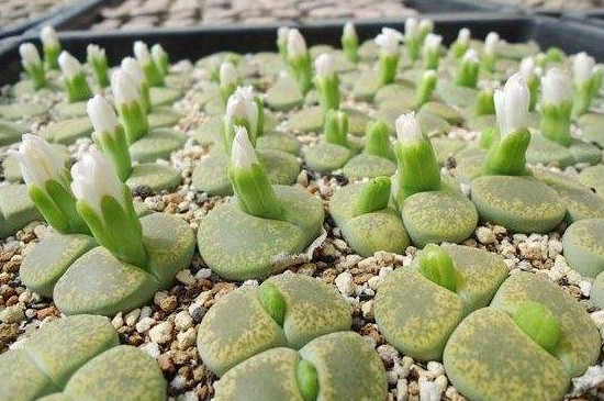 多肉的花苞该如何剪