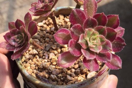 法师夏季如何浇水