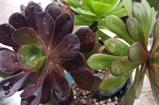 法师夏季如何浇水