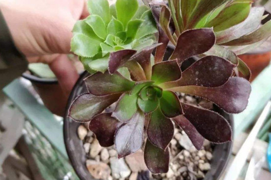 法师夏季如何浇水