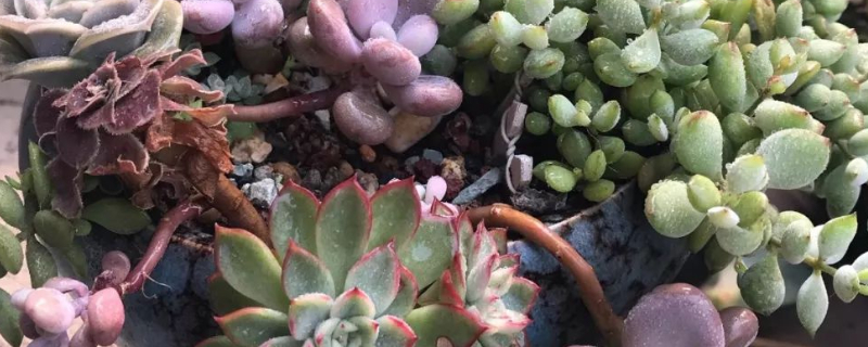 多肉小苗如何养长得快