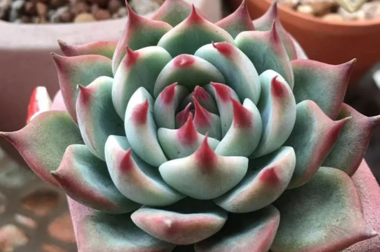 多肉小苗如何养长得快