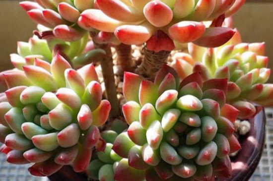 多肉小苗如何养长得快