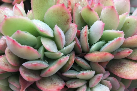 多肉小苗如何养长得快