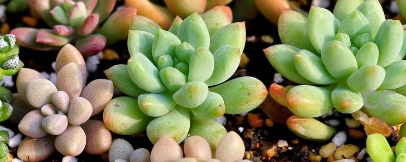 多肉植物如何养夏季可以晒太阳吗