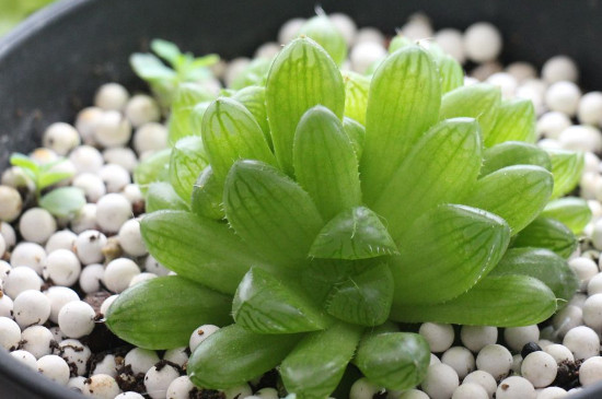 多肉植物如何养夏季可以晒太阳吗