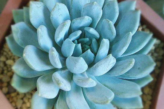 多肉植物如何养夏季可以晒太阳吗