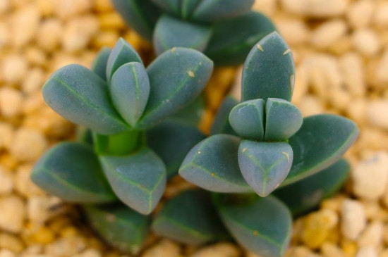 多肉植物如何养夏季可以晒太阳吗