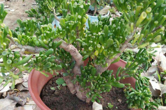 吸财树如何养能红