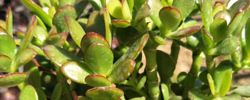 黄金花月如何长得快