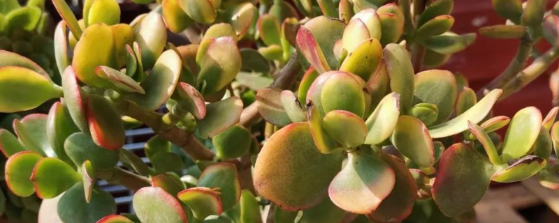 多肉黄金花月如何养