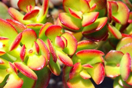 多肉黄金花月如何养