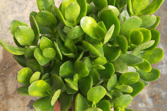 多肉黄金花月如何养