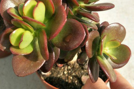 黄金花月如何扦插