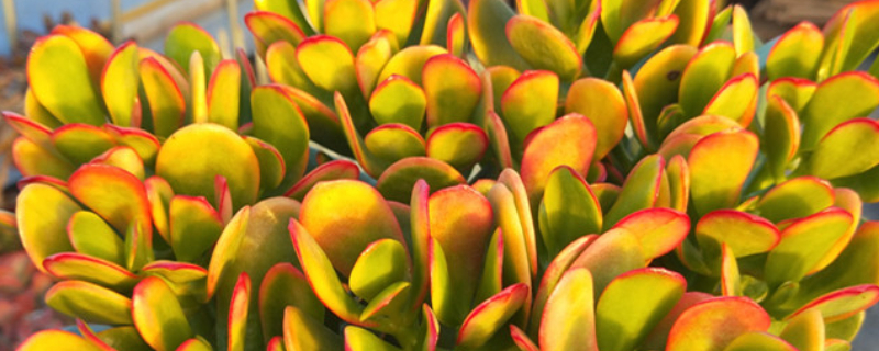 黄金花月如何剪枝