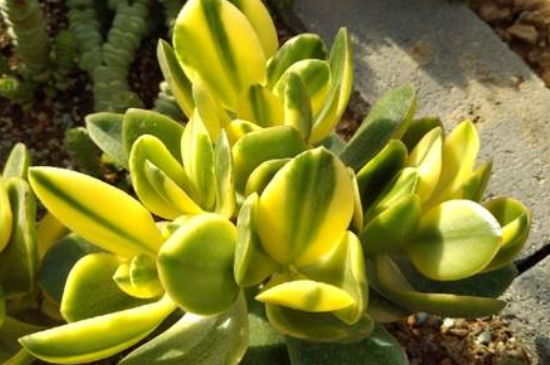 黄金花月如何剪枝