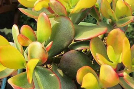 黄金花月如何剪枝