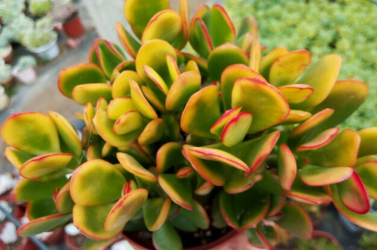 黄金花月如何剪枝