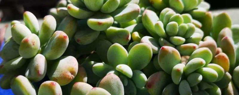 多肉玉坠如何养护