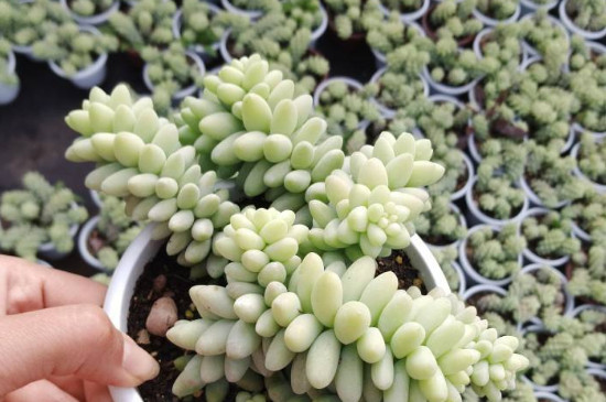 多肉玉坠如何养护