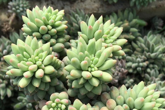 多肉玉坠如何养护