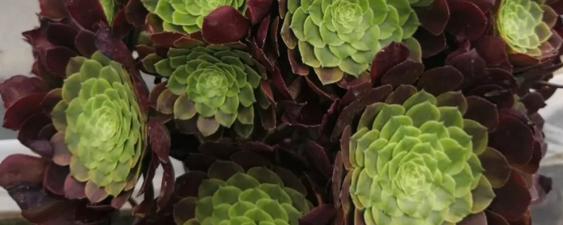 法师多肉养殖办法