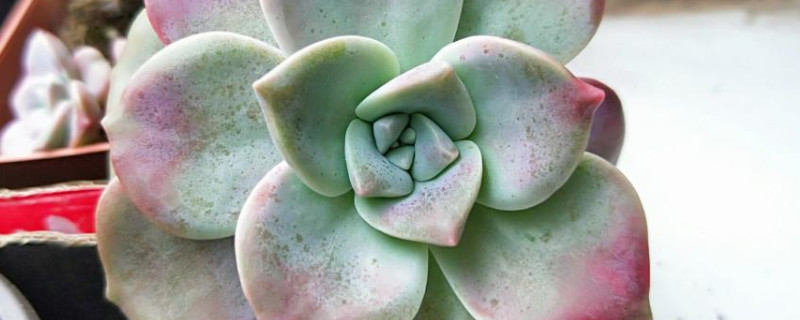 紫乐夏季休眠吗