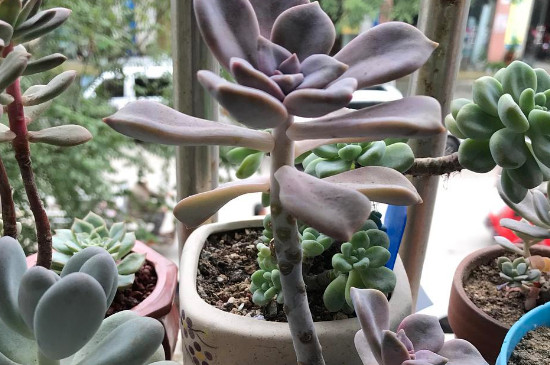 紫乐夏季休眠吗