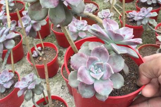 紫乐夏季休眠吗