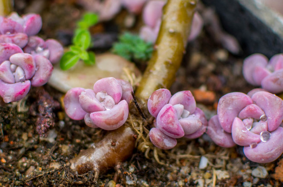 紫乐夏季休眠吗