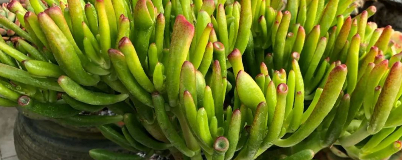 吸财树夏季的养殖办法和留意事项