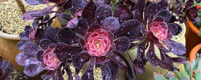 法师多肉养殖办法如何繁殖