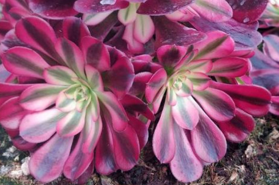 法师多肉养殖办法如何繁殖