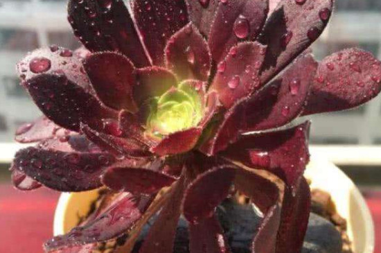 法师多肉养殖办法如何繁殖