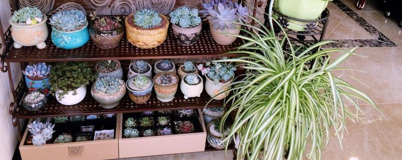 阳台全玻璃如何养多肉