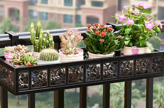 阳台全玻璃如何养多肉